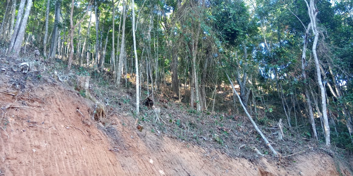 Desmatamento no interior de condomínio em Petrópolis é identificado por policiais ambientais após denúncia do Linha Verde