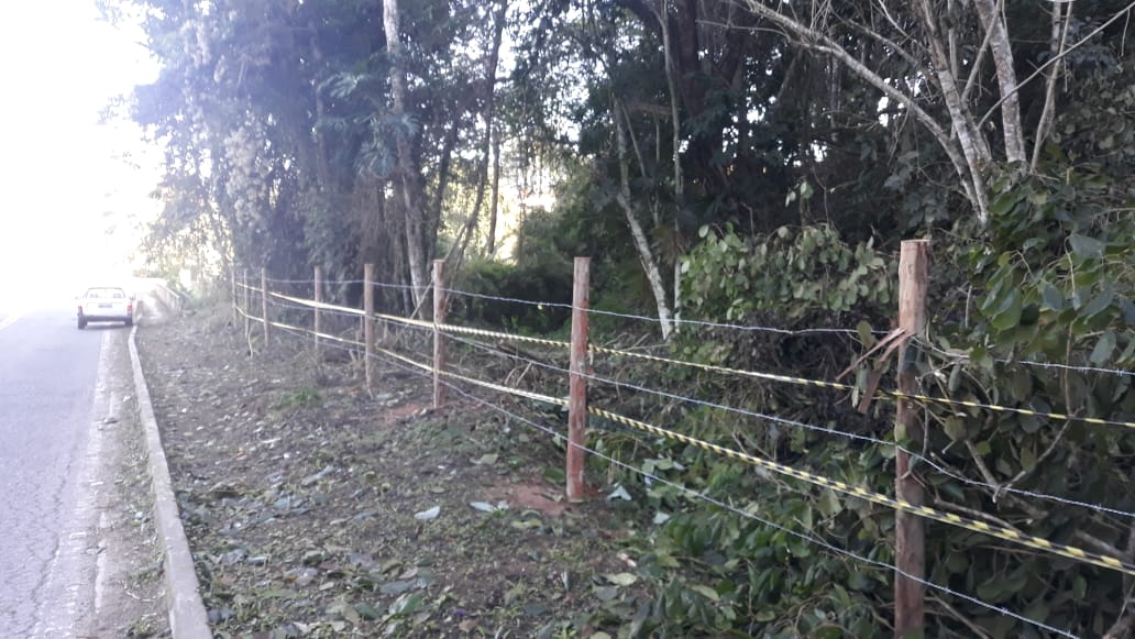 Polícia encontra 20 árvores cortadas em Paulo de Frontin após denúncia