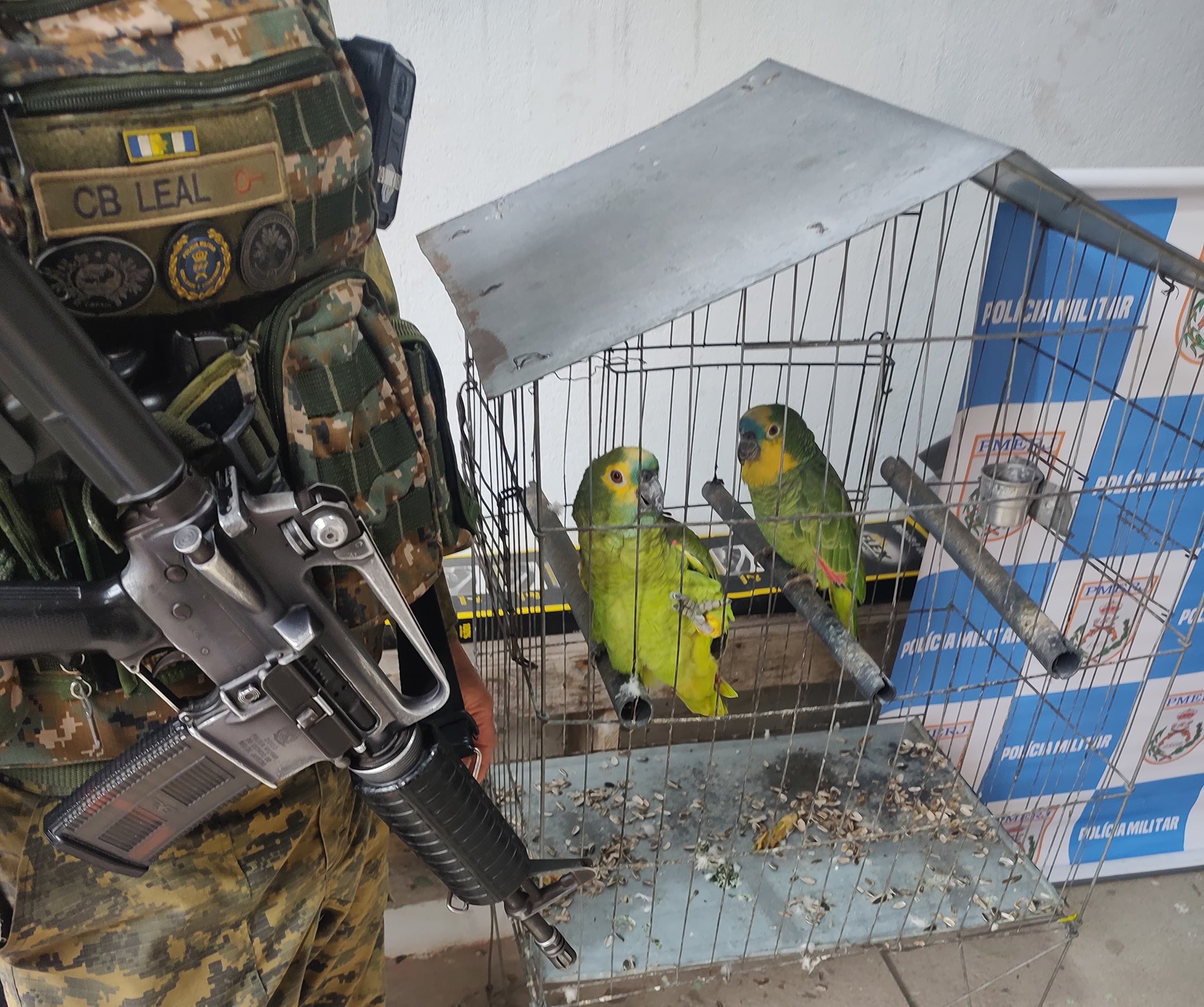 Papagaios são apreendidos na Zona Oeste, após denúncia ao Linha Verde 