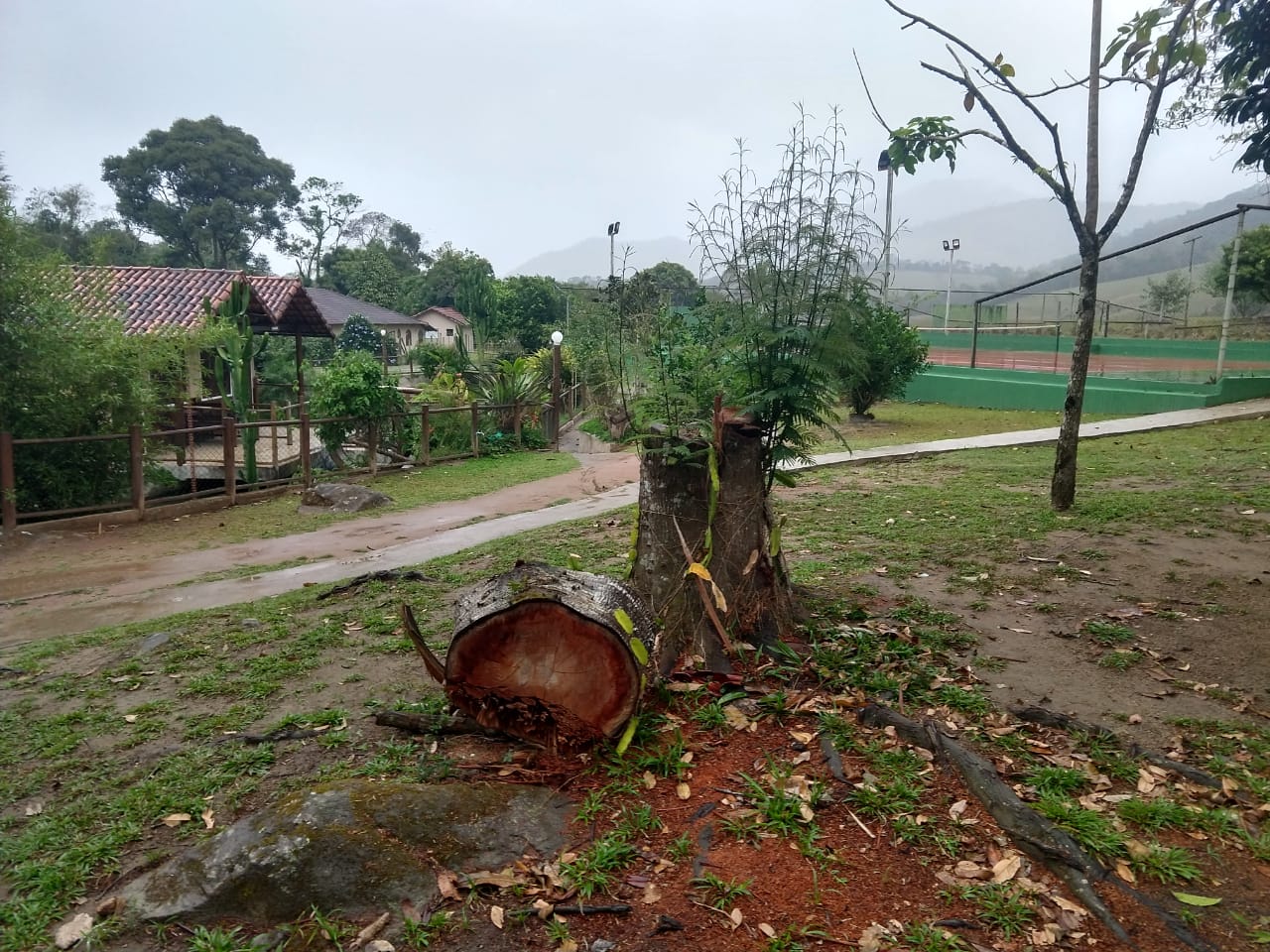Homem é autuado por corte ilegal de árvores em Macaé