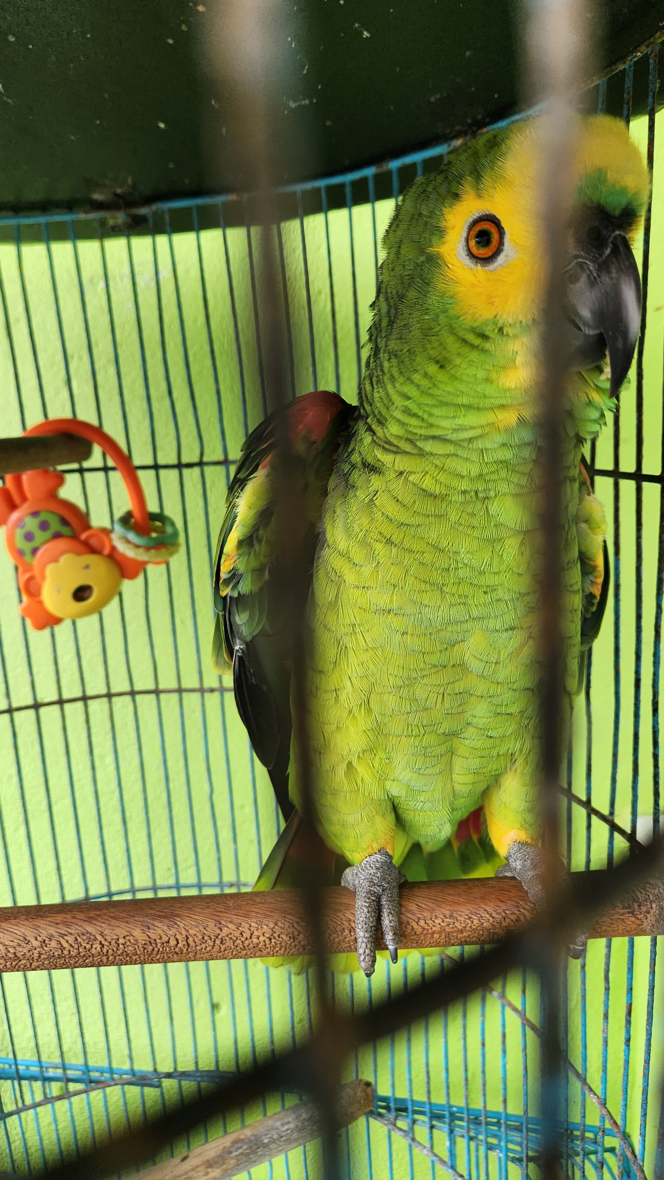 Polícia encontra papagaio verdadeiro sem anilha em imóvel localizado em São Gonçalo