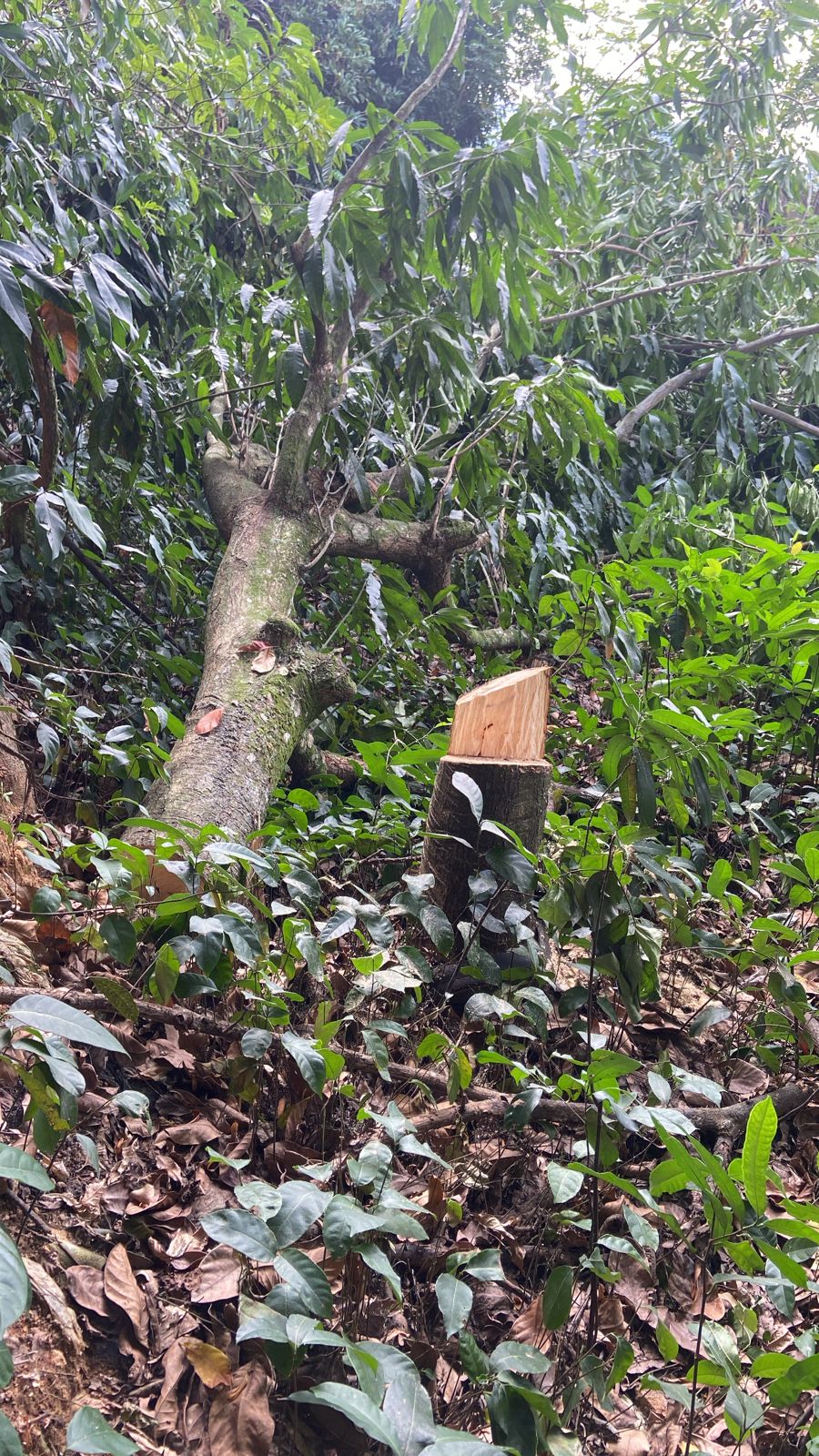 Árvores cortadas de maneira irregular são identificadas em Magé após denúncia