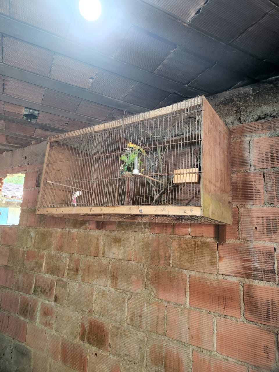 Pássaros silvestres resgatados após denúncia ao Linha Verde são soltos na APA Macacu, em Guapimirim