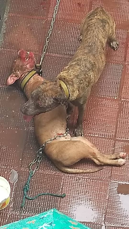 Denúncia de maus tratos contra animais leva polícia civil a resgatar dois cachorros no Sampaio
