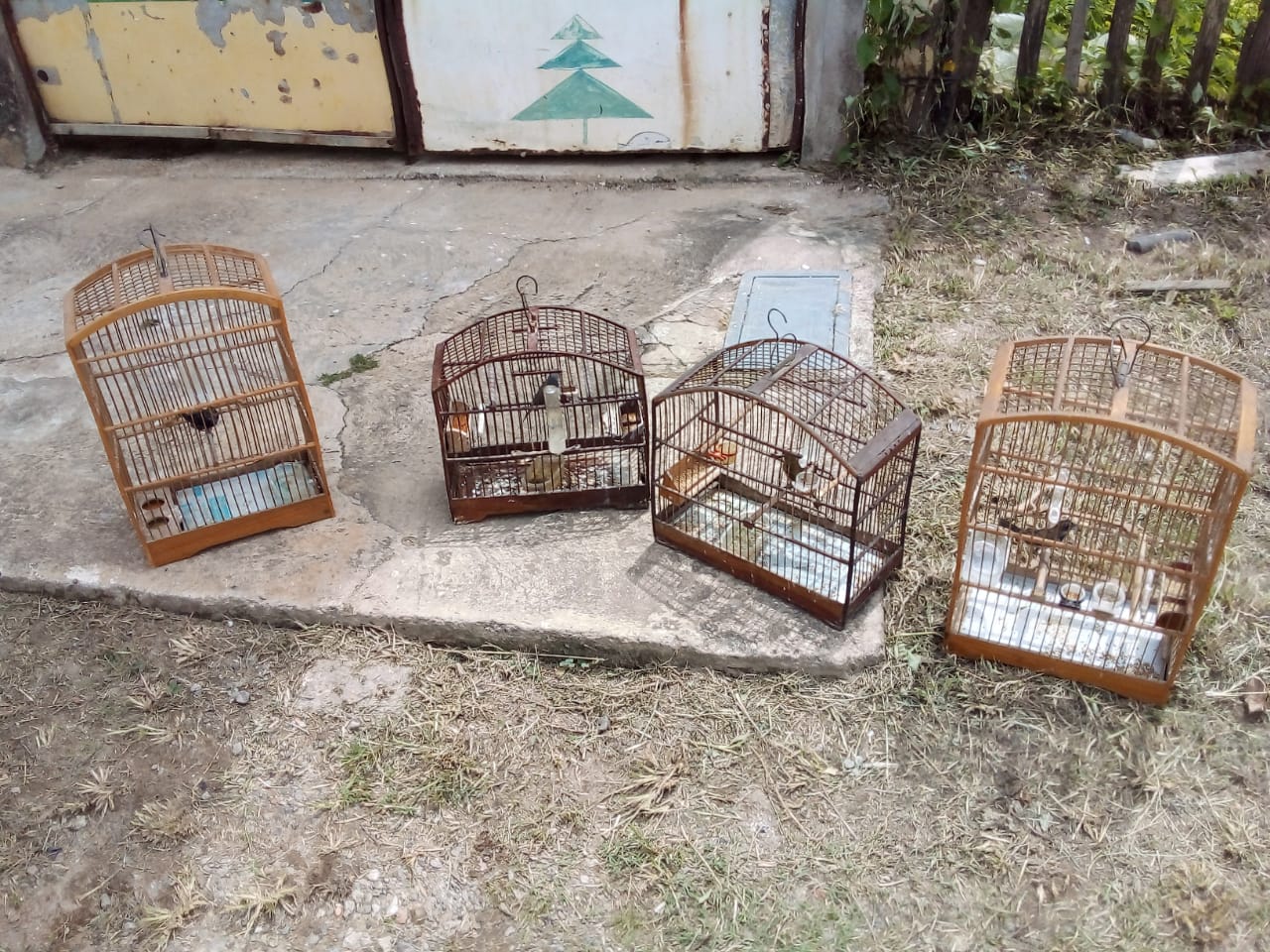 Pássaros da fauna silvestre são resgatados em Campos após denúncia feita ao Linha Verde