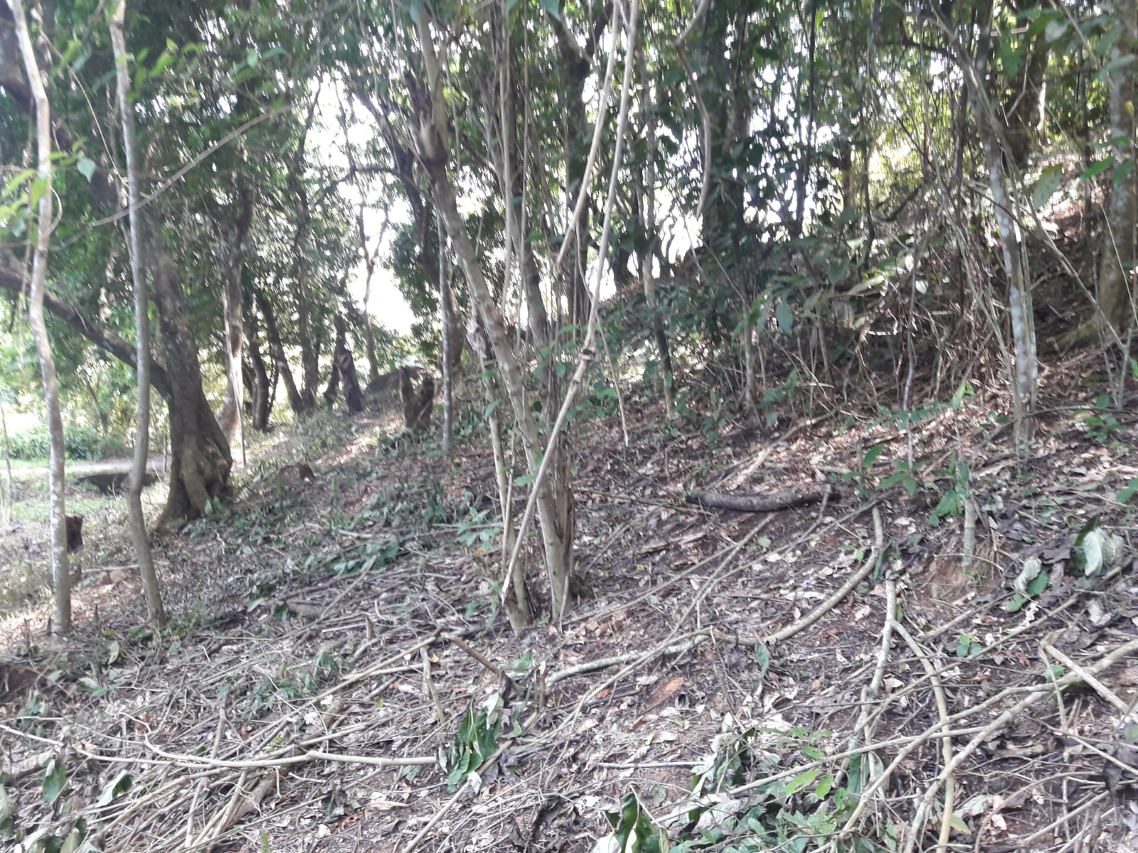 Polícia ambiental fiscaliza local de desmatamento em Campos após denúncia