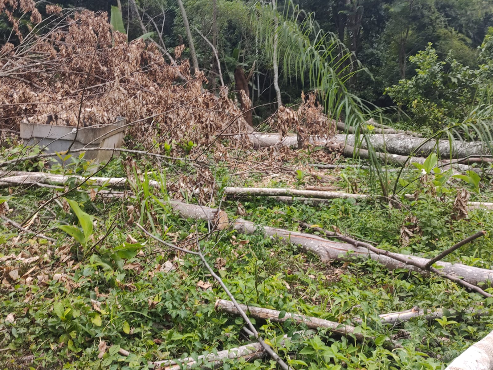 Polícia ambiental constata veracidade de denúncia sobre desmatamento em Magé 