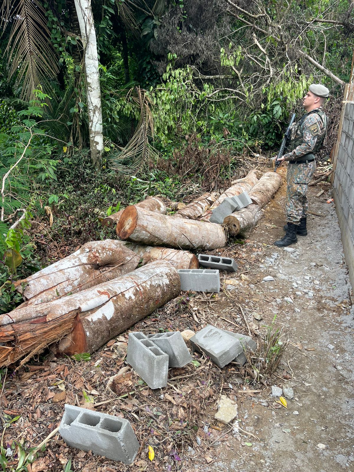Denúncias auxiliam PM a identificar área desmatada em Paraty 