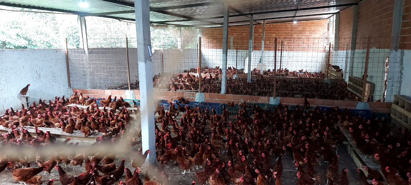1ª UPAm encontra cerca de mil galinhas criadas sem licença em Campo Grande 