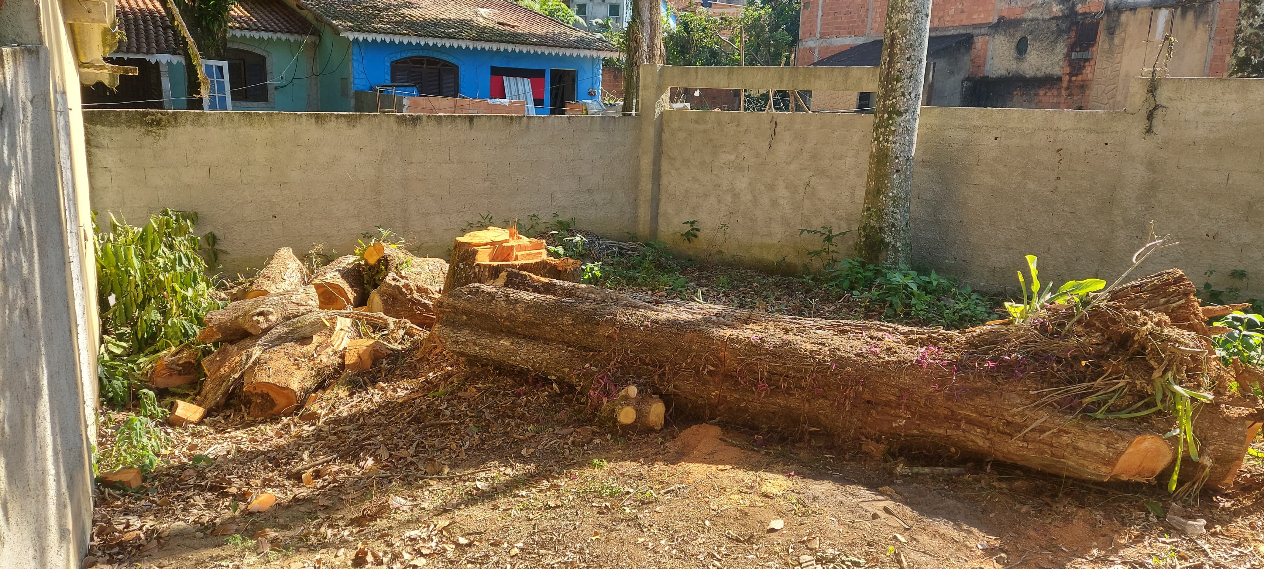 UPAm verifica denúncia de corte de árvore em Mangaratiba 