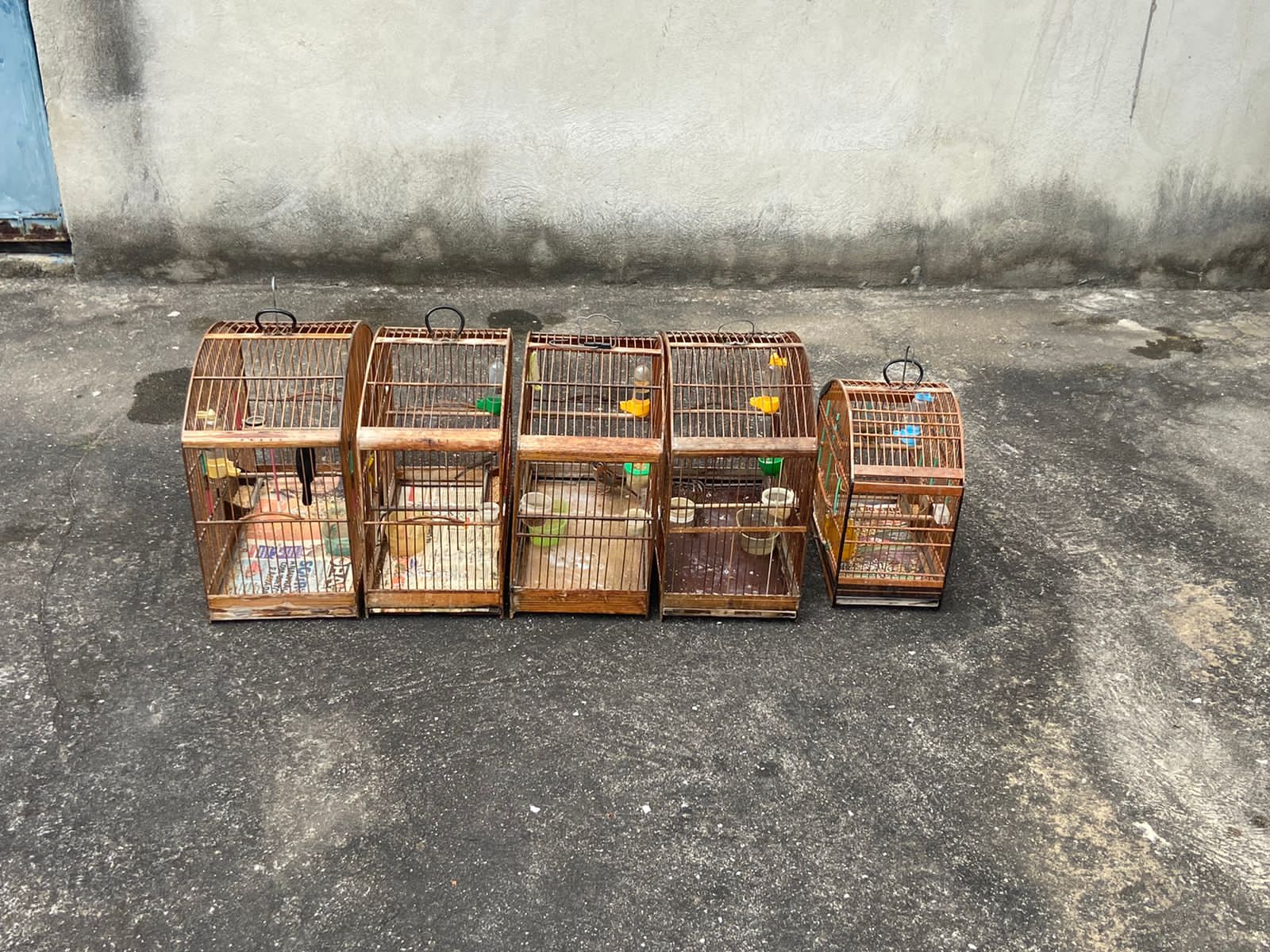 Informação do Linha Verde leva polícia a resgatar cinco pássaros silvestres de cativeiro em Nilópolis