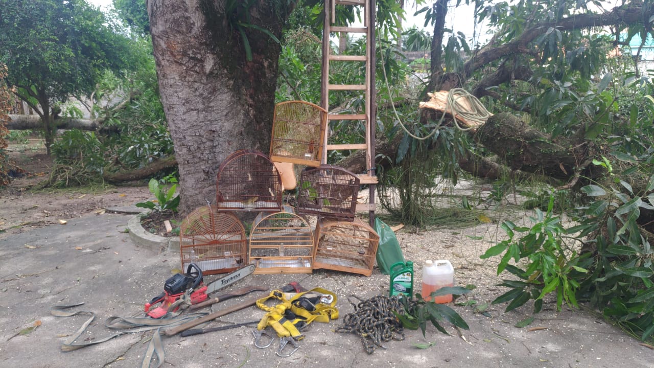 Polícia resgata pássaros silvestres de cativeiro e confirma denúncia de corte de árvores com motosserra em Itaboraí