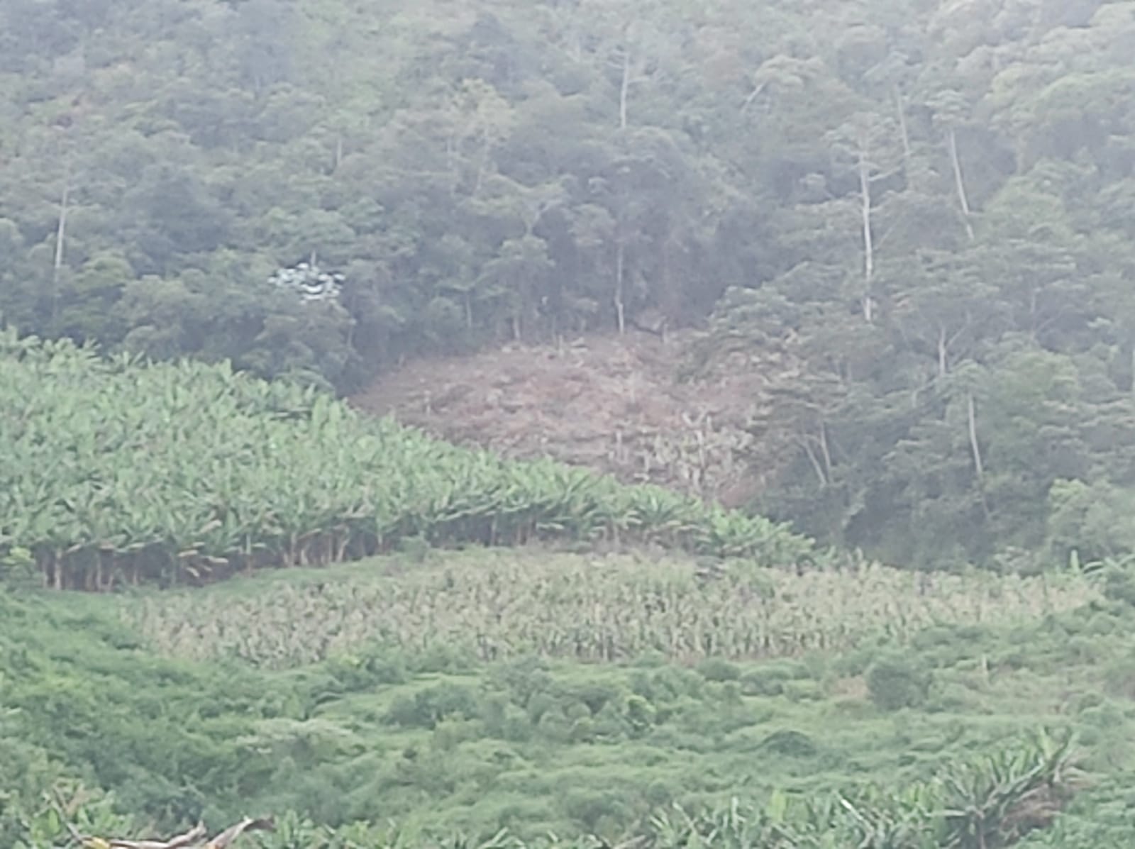 Policiais militares da 5ª UPAm identificam desmatamento dentro de área de preservação com auxílio do Linha Verde