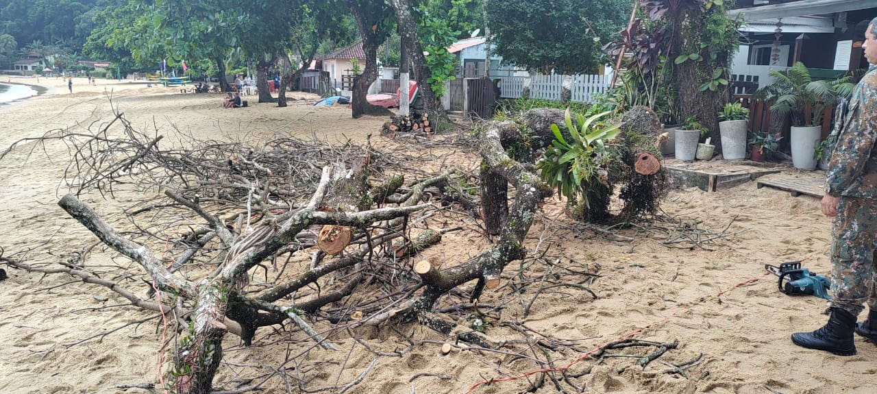 UPAm Juatinga flagra corte de árvore em área de preservação na Ilha Grande 