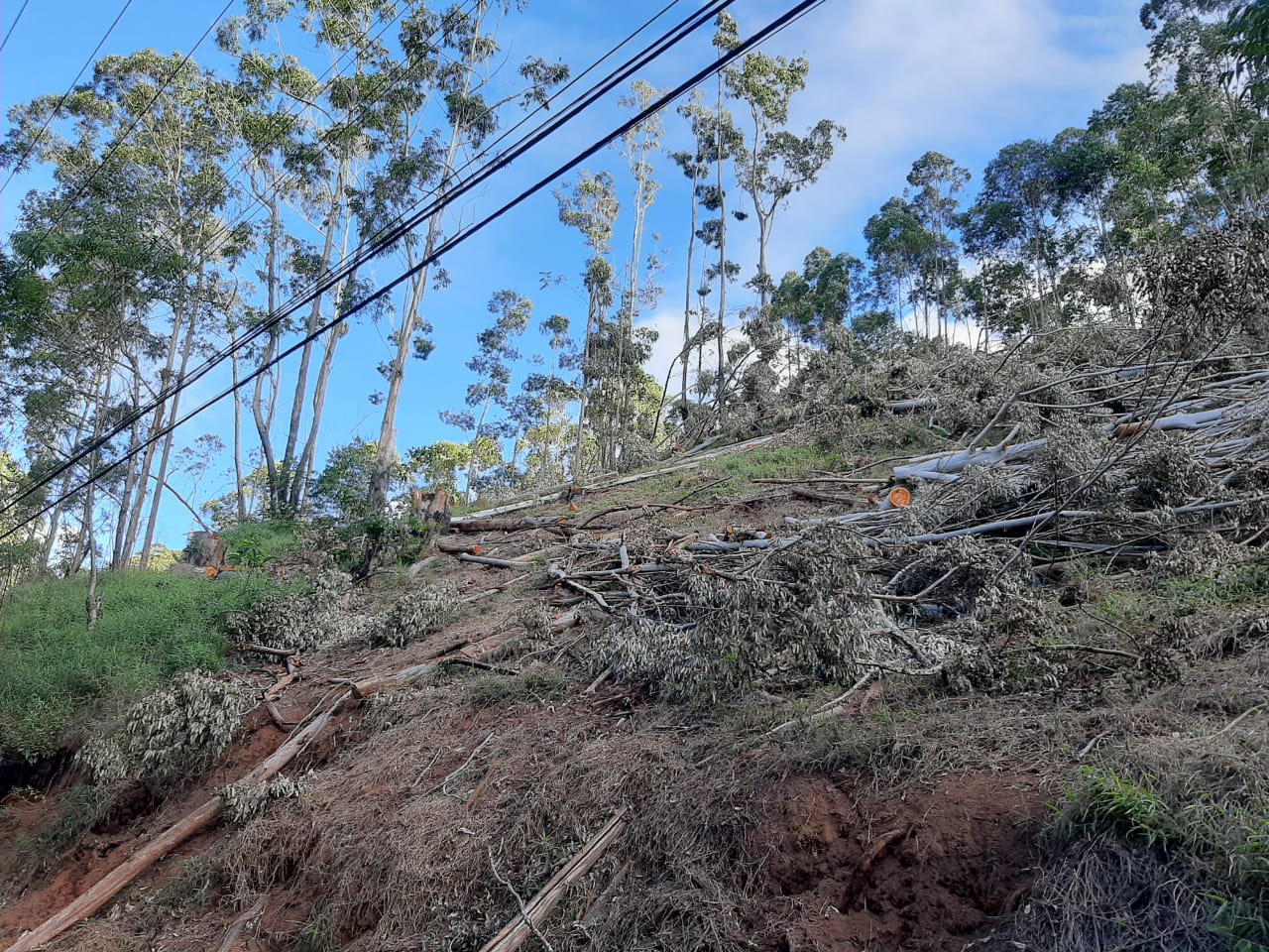 Denúncia leva polícia ambiental a constatar desmatamento em área de 5 mil metros quadrados em Nova Friburgo