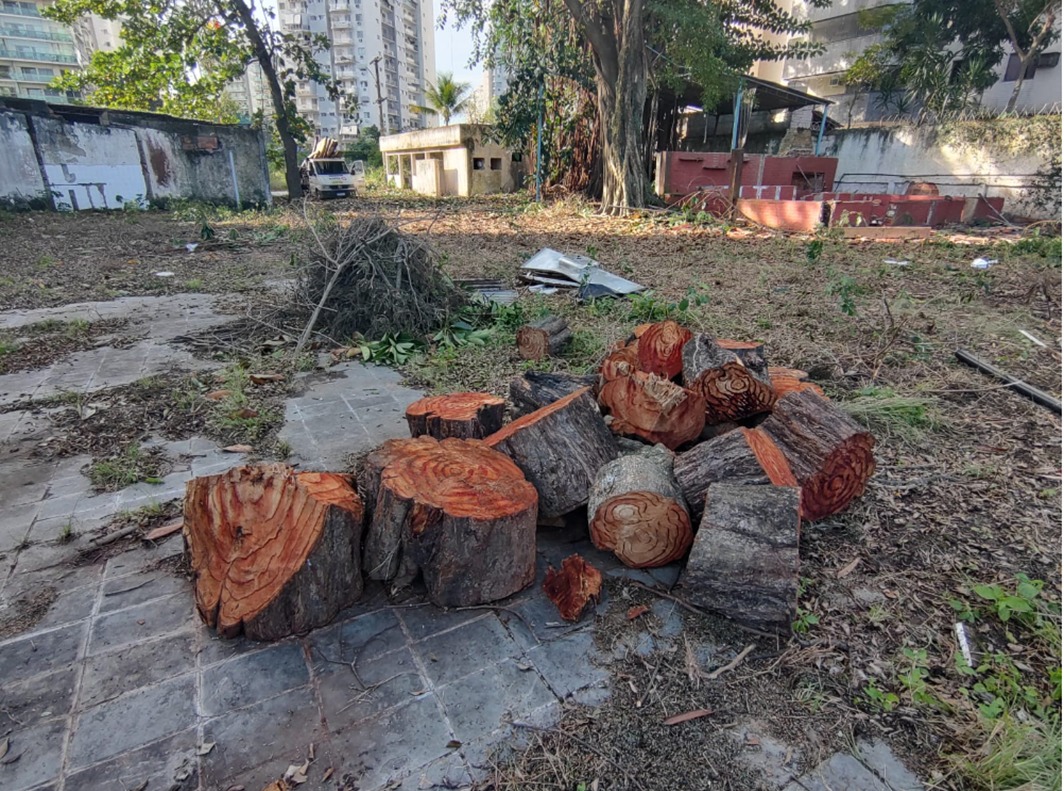 Polícia identifica corte irregular de árvores na zona oeste 