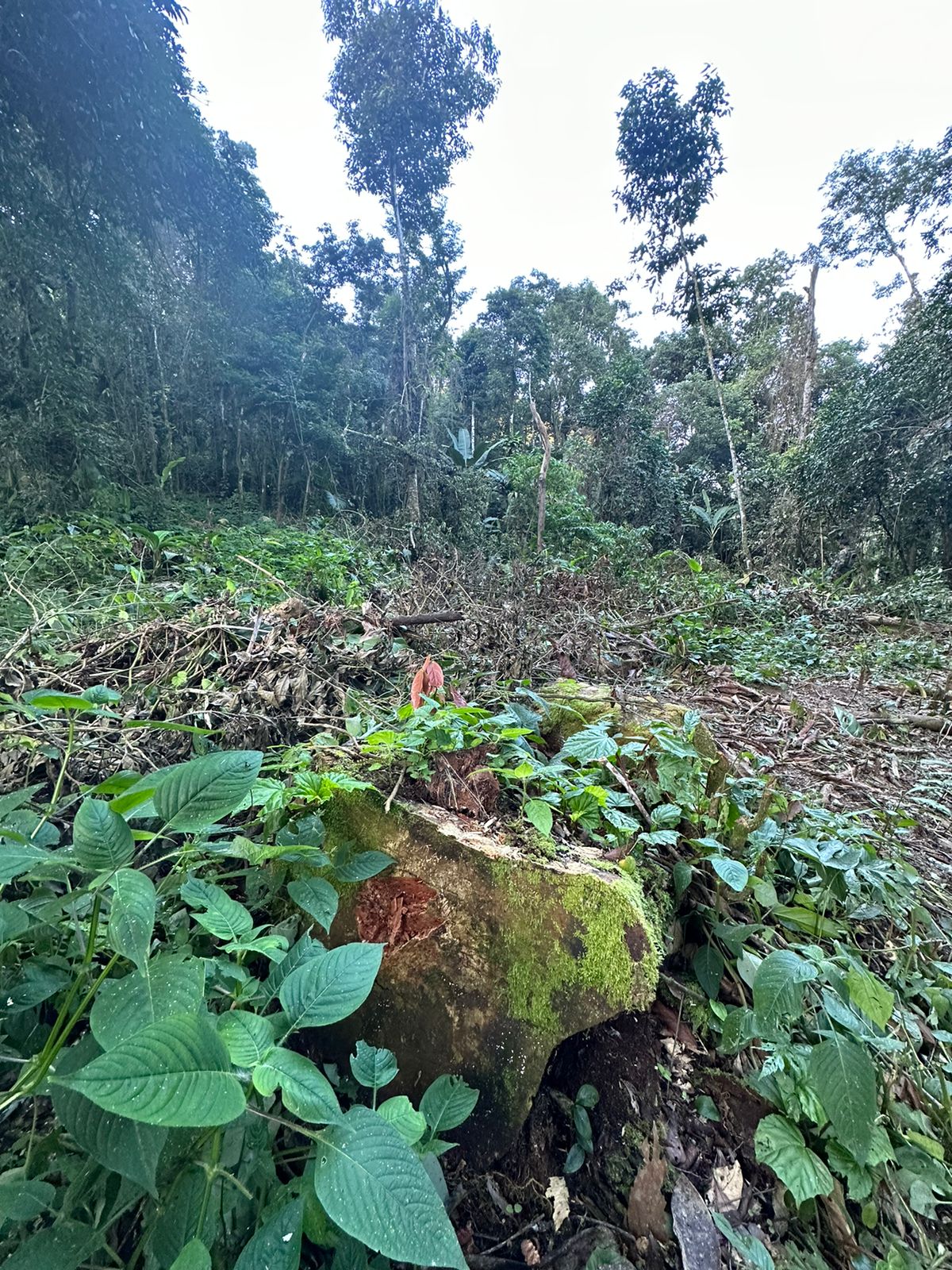 Polícia Ambiental identifica corte de árvores em área de preservação no município de Mangaratiba