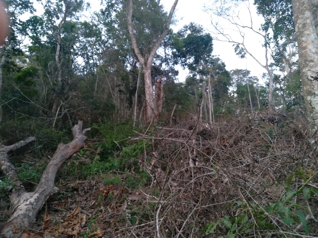 Mais um terreno desmatado é localizado por policiais em Petrópolis após denúncia do Linha Verde