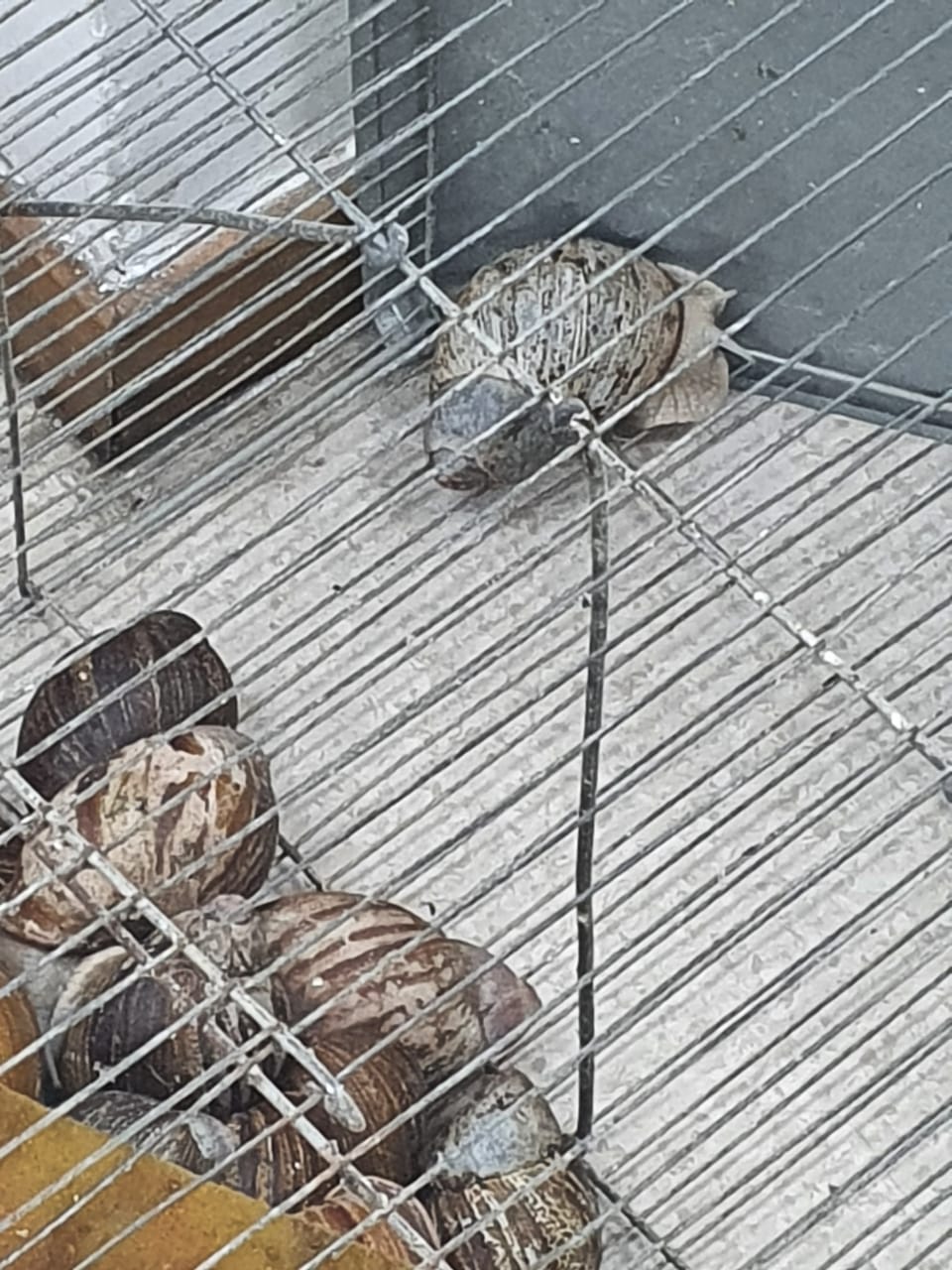 Denúncia do Linha Verde leva polícia civil a prender dono de aviário que comercializava caramujos megalobulimus