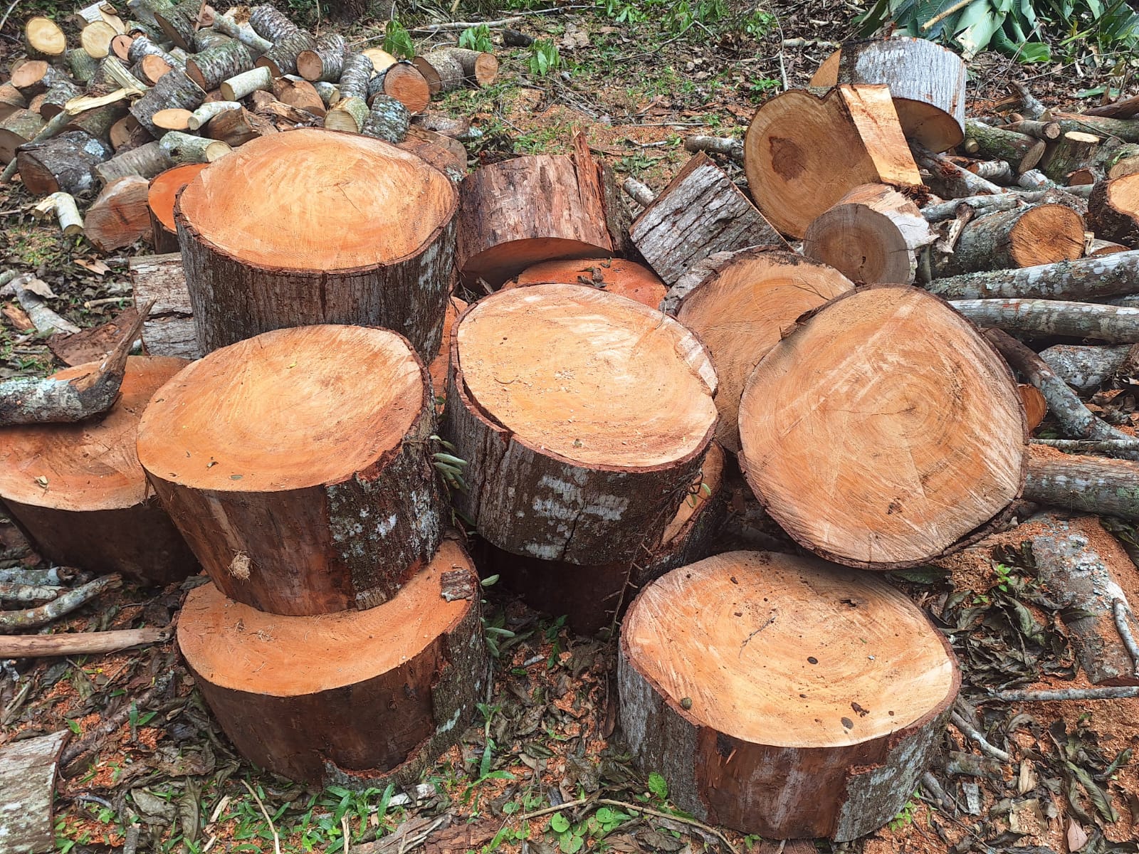 Polícia fiscaliza condomínio em Itaipava após denúncia de desmatamento 