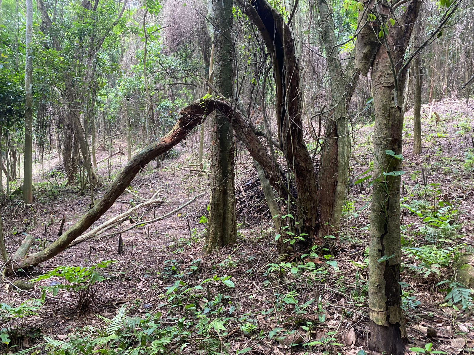 Polícia identifica área degradada no interior da zona de amortecimento do Parque da Pedra Branca