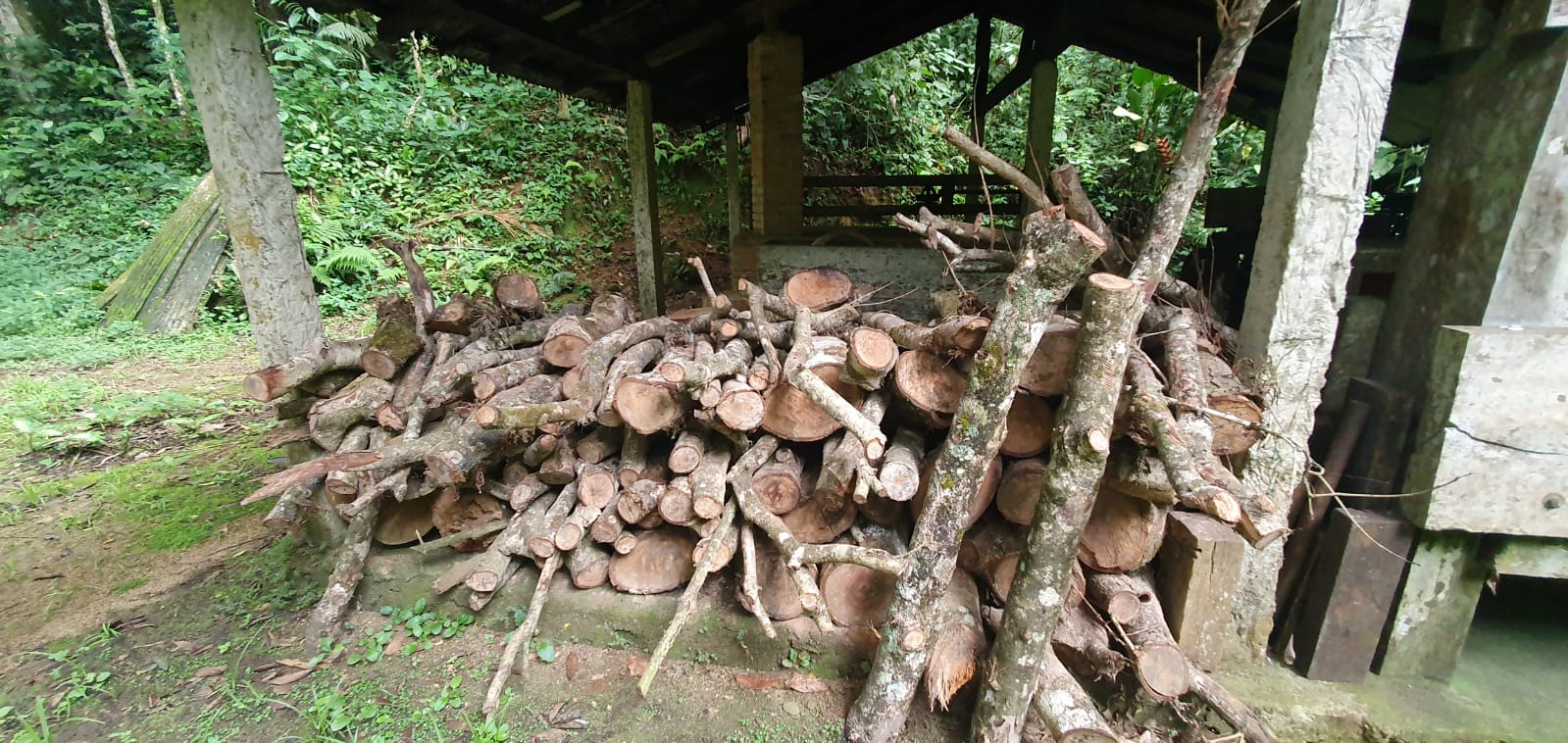 Árvores de grande e médio porte são encontradas cortadas em área de preservação de Paraty após denúncia ao Linha Verde