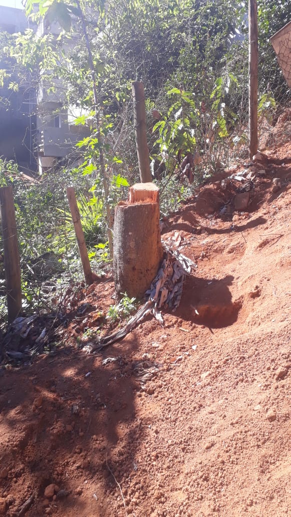 Corte de duas árvores em área de preservação permanente leva polícia ambiental à Teresópolis