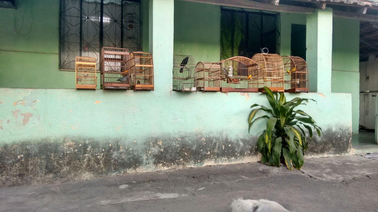 Denúncia do Linha Verde leva policiais a resgatarem 18 pássaros da fauna silvestre de cativeiro em Itaboraí