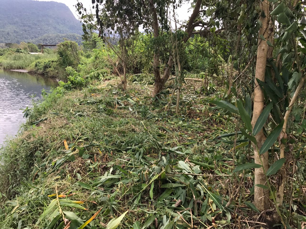 Denúncia leva polícia a identificar desmatamento em Área de Preservação em Angra dos Reis