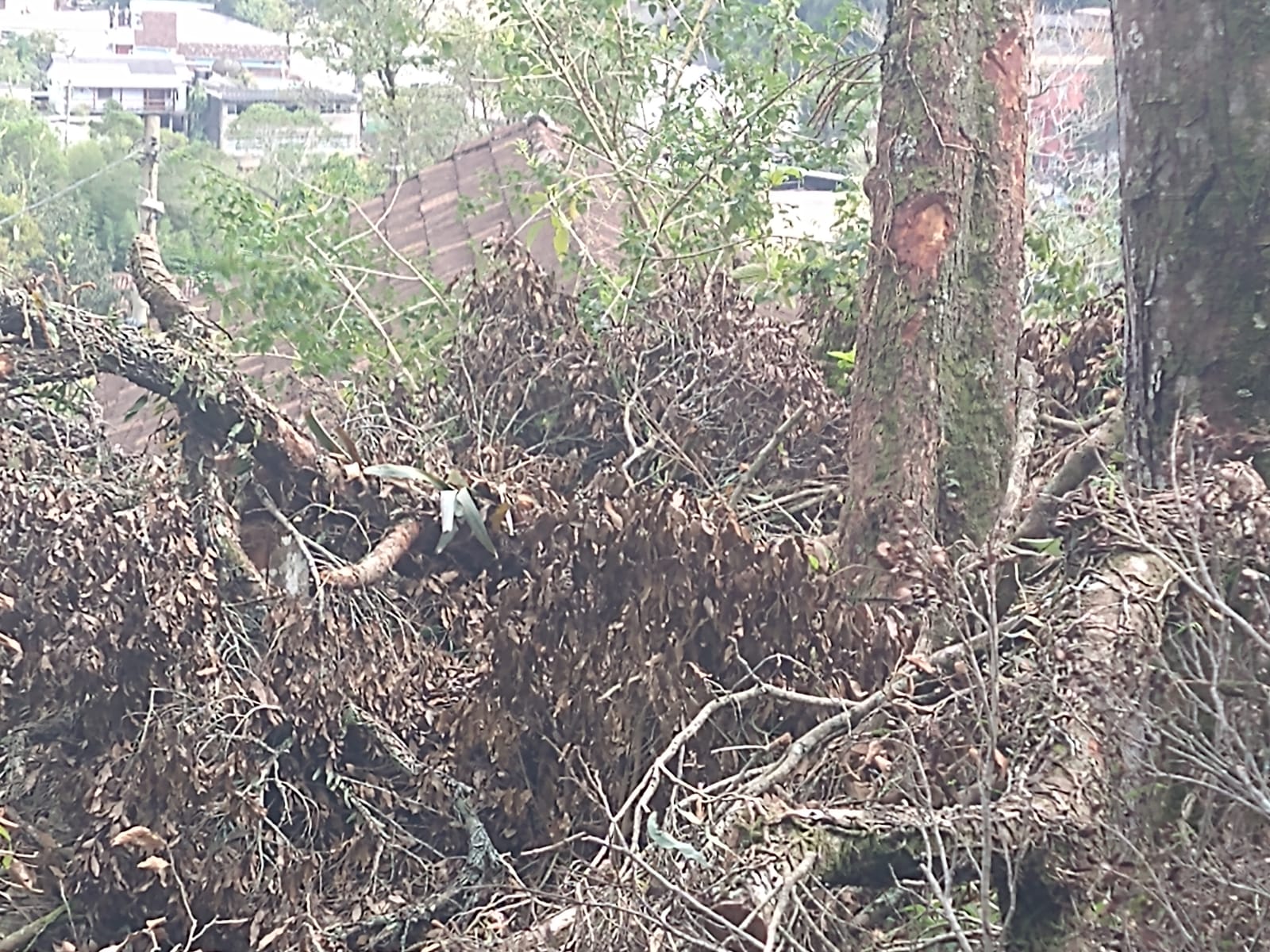 Polícia ambiental identifica corte de árvores sem licenciamento no São Sebastião, em Petrópolis