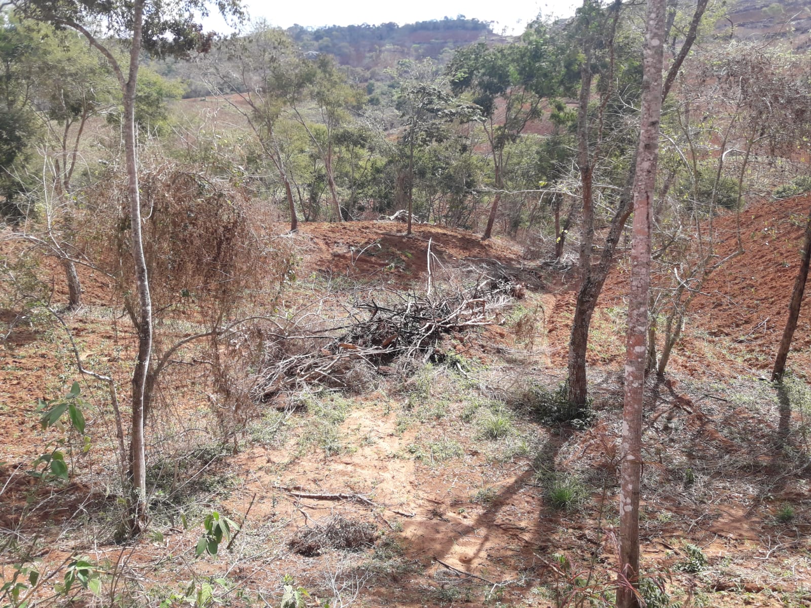 Denúncia do Linha Verde leva polícia a identificar pelo menos 150 mil metros quadrados de área desmatada em Cambuci