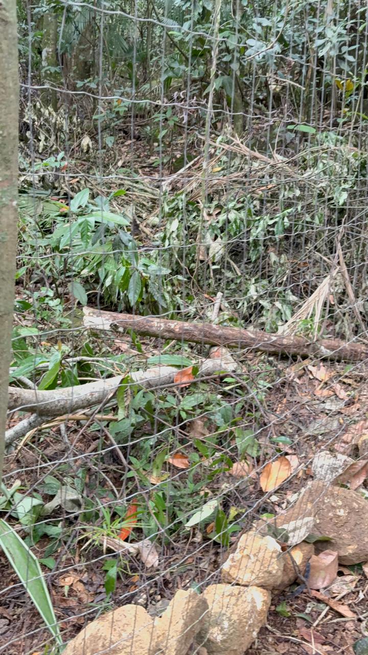 UPAm identifica corte de árvores e desmatamento na Ilha Grande, em Angra dos Reis