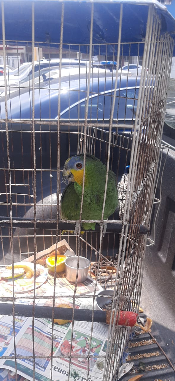 Polícia ambiental encontra papagaio em cativeiro no bairro de Irajá