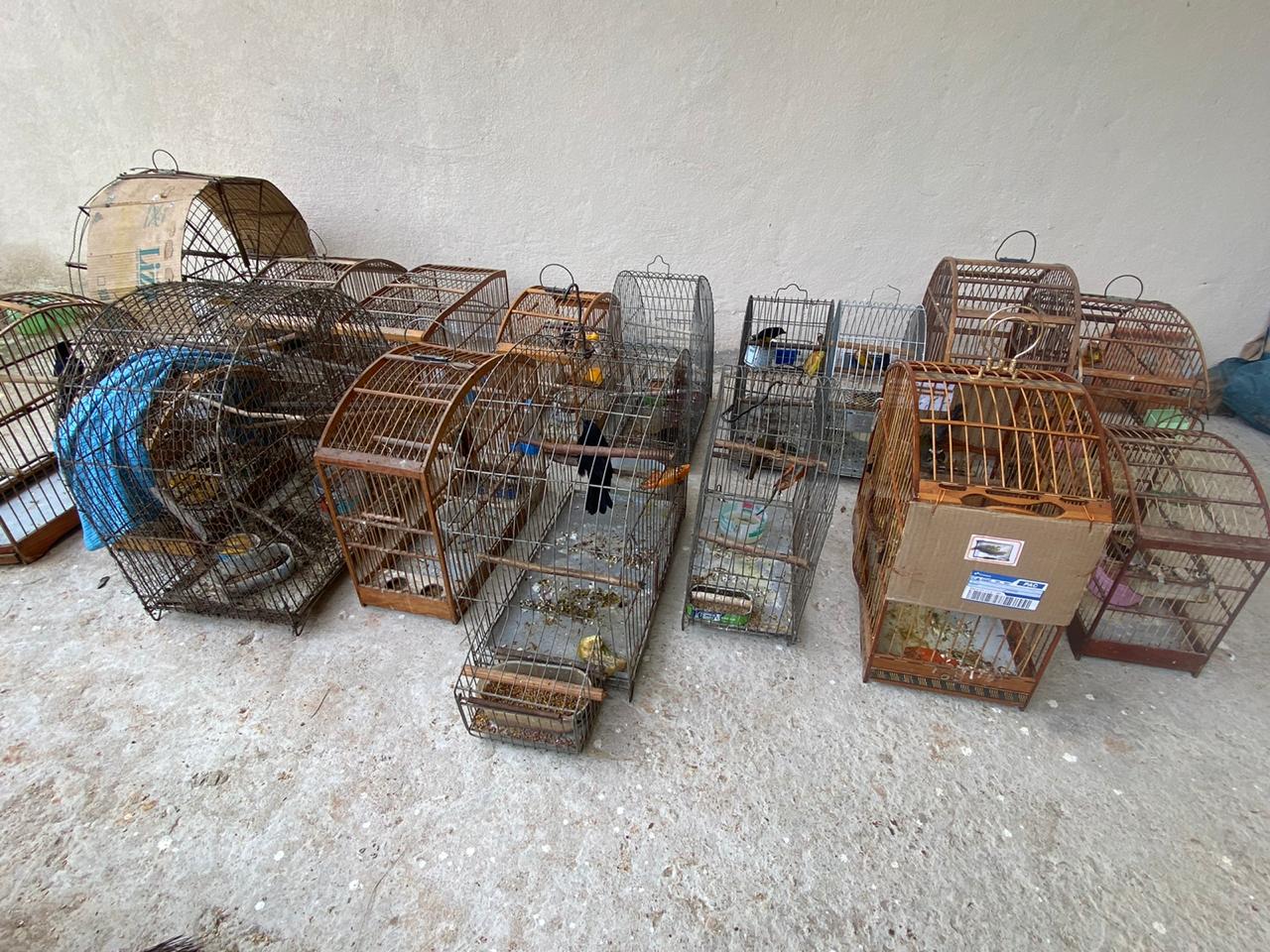 Uma denúncia do Linha Verde salva 23 pássaros silvestres que viviam em cativeiro no município de Italva