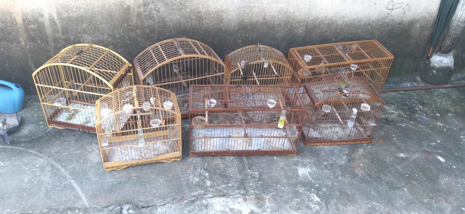 Pássaros em cativeiro são resgatados após denúncia ao Linha Verde em Santo Antônio de Pádua 