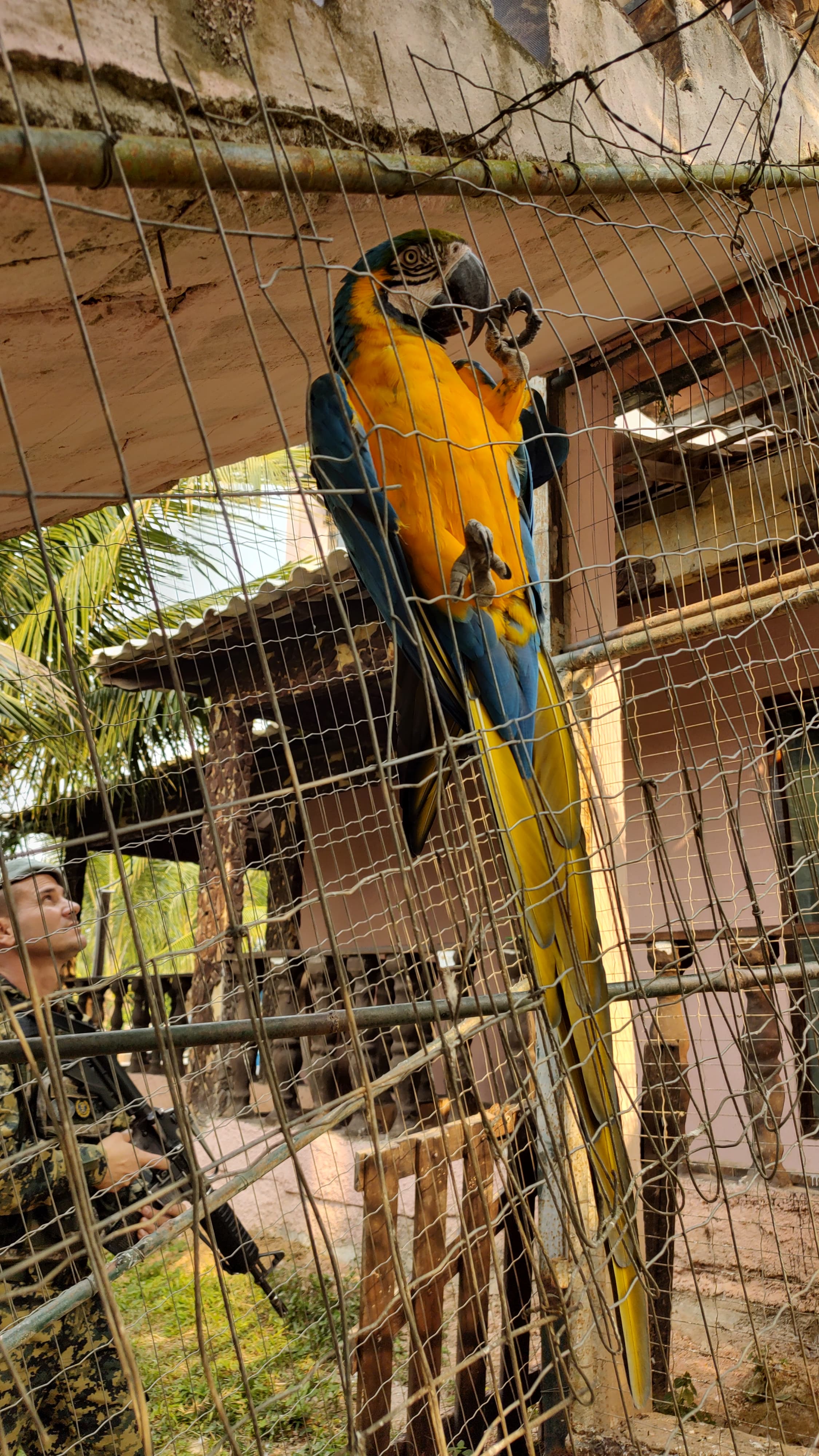 Polícia resgata arara canindé de cativeiro em Magé, após denúncia de guarda ilegal de animais silvestres 