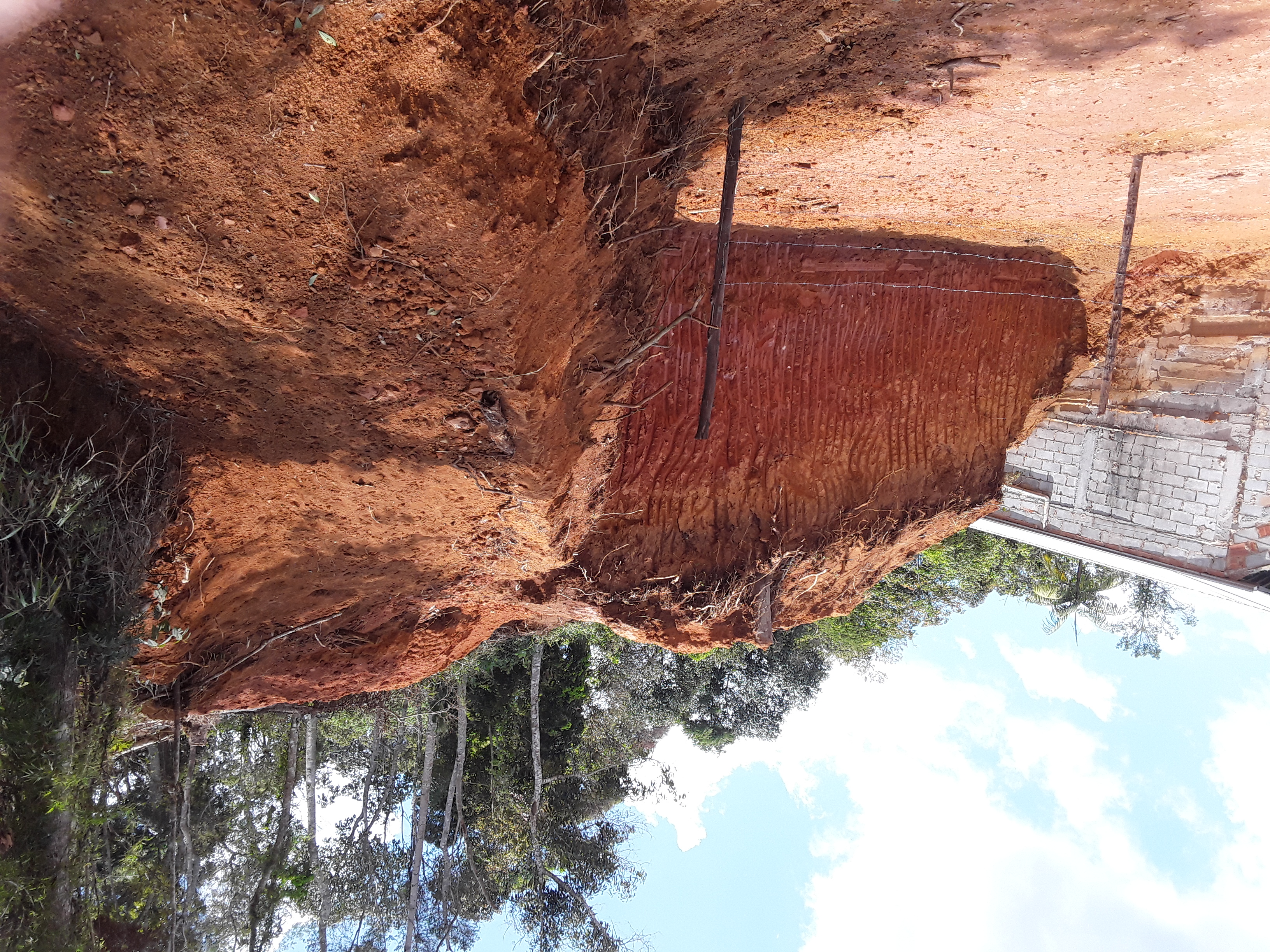 Mais de 50 árvores são encontradas cortadas em Nova Friburgo após denúncia
