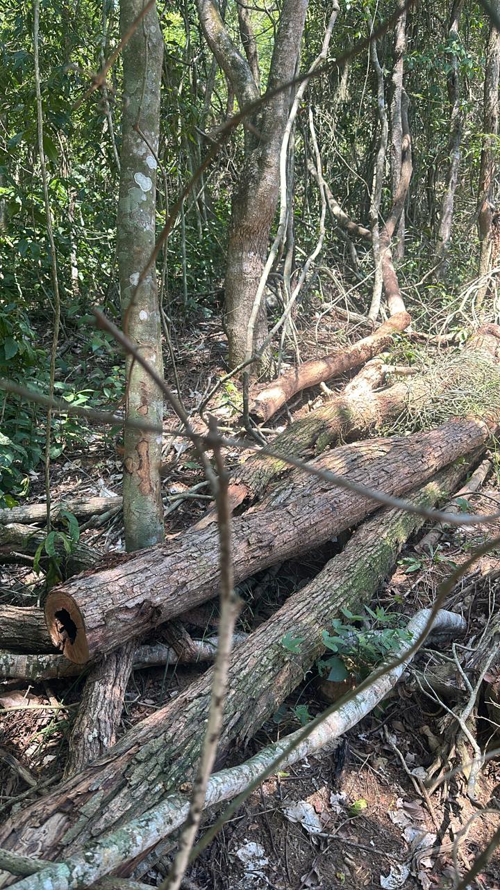 6ª UPAm identifica desmatamento em Niterói após denúncia recebida pelo Linha Verde 