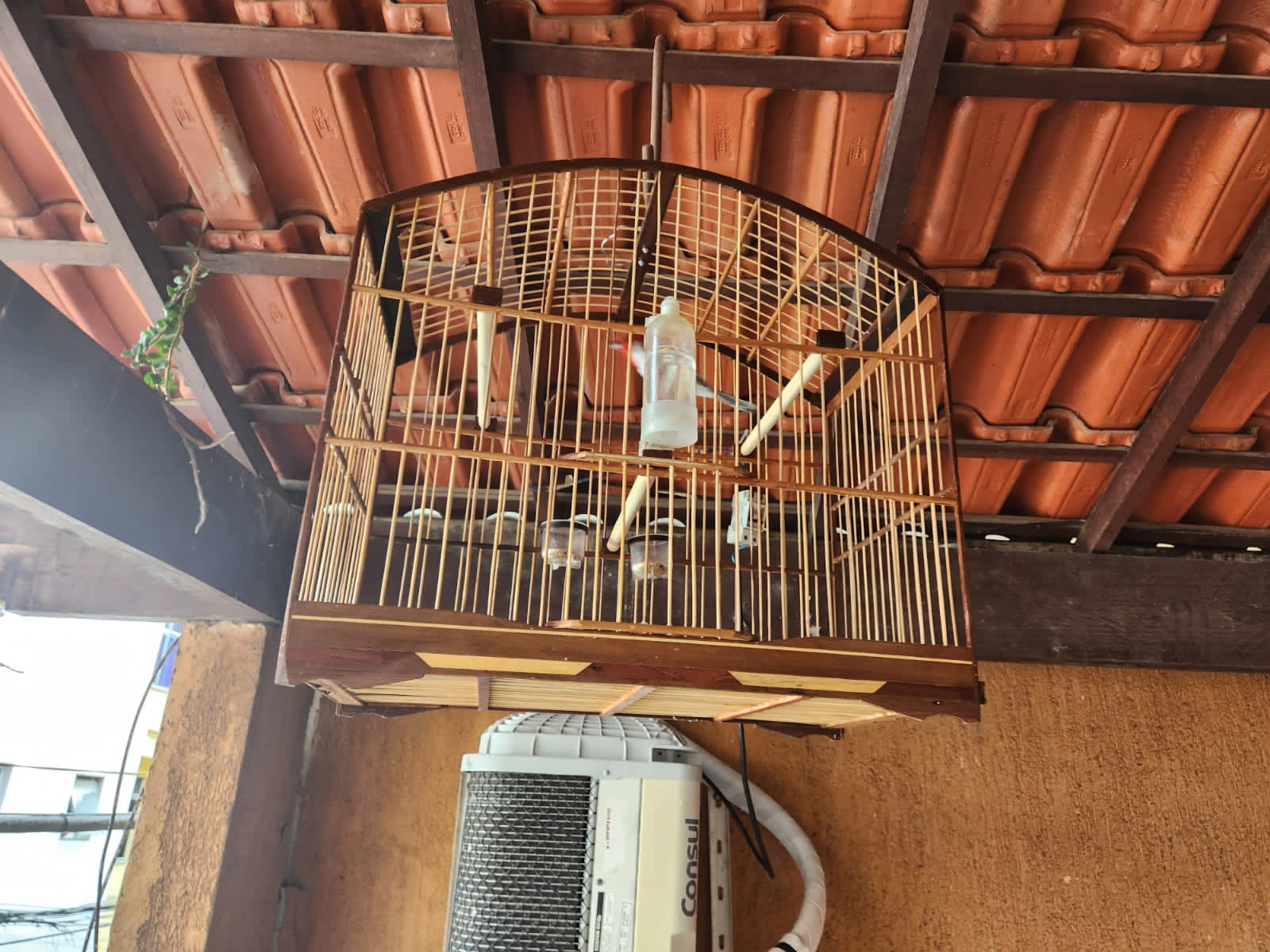 Polícia Ambiental resgata 11 pássaros de cativeiro no Itanhangá