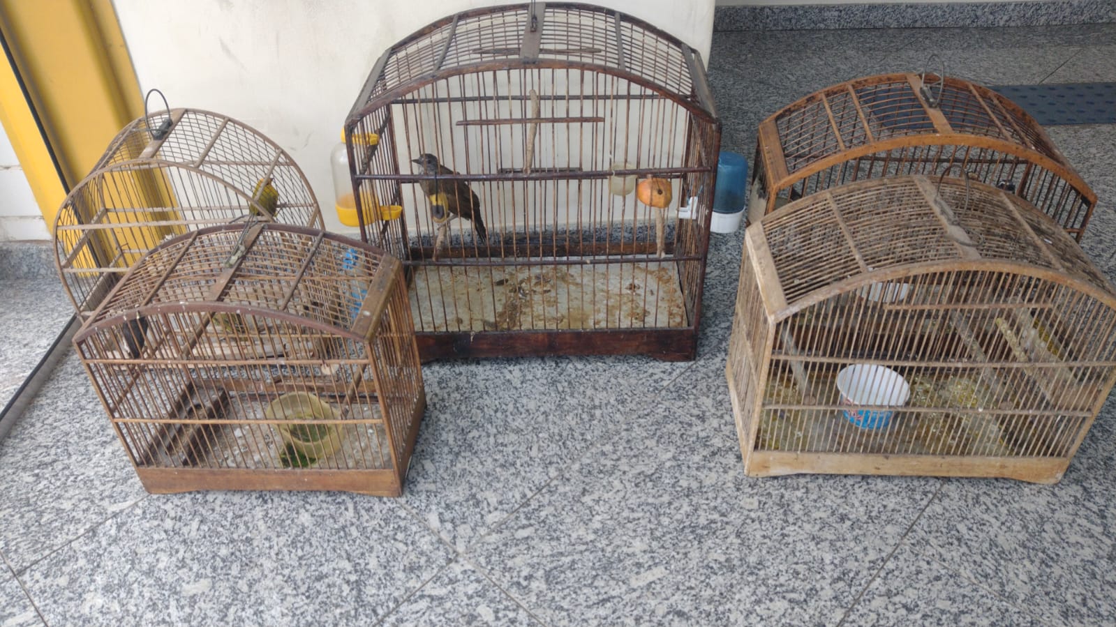Seis pássaros mantidos em cativeiro são resgatados em Barra do Piraí após denúncia feita ao Linha Verde 