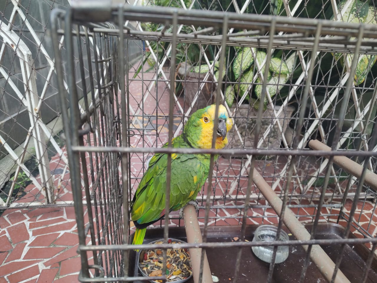 1ª UPAm encontra papagaio mantido em cativeiro em Mesquita 