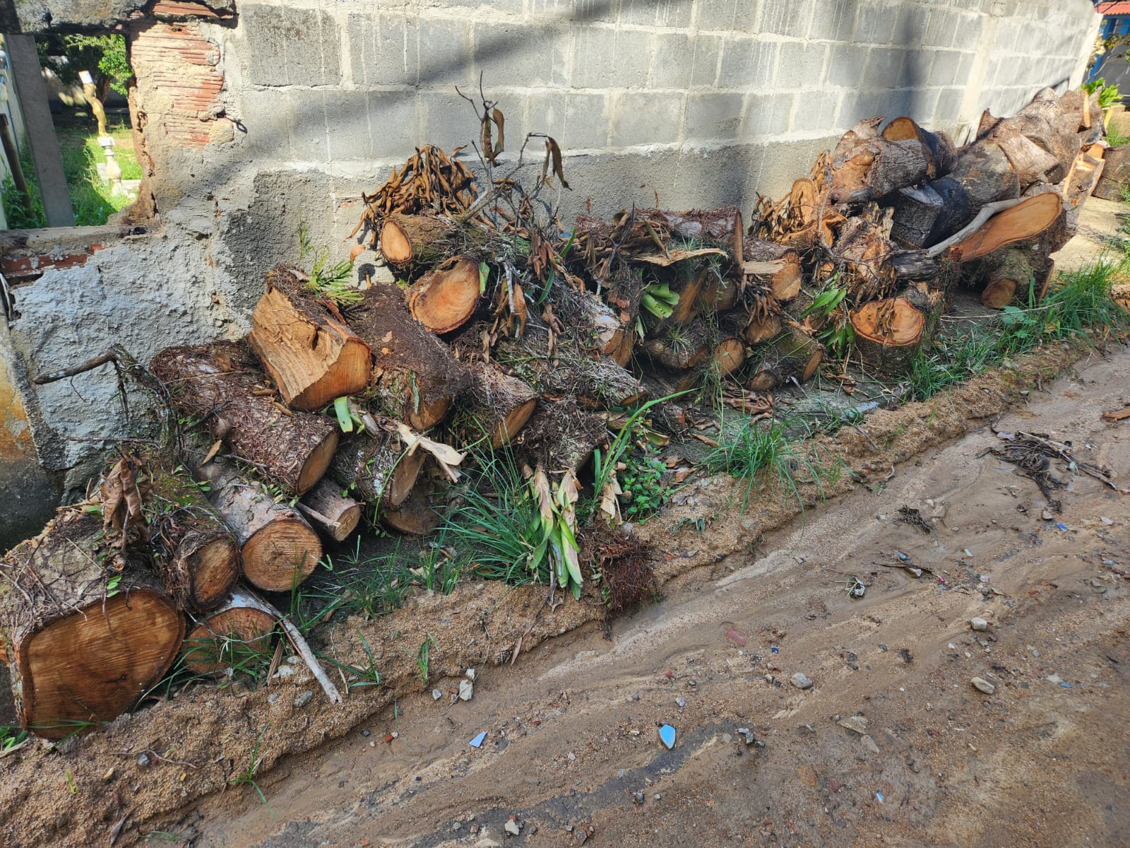 Polícia Ambiental constata existência de diversas árvores cortadas em Magé, após denúncia 