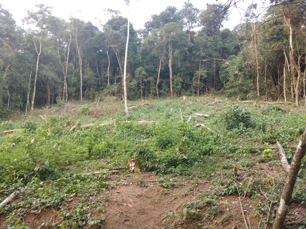 Denúncia leva polícia a localizar grande área desmatada em Teresópolis, na Região Serrana