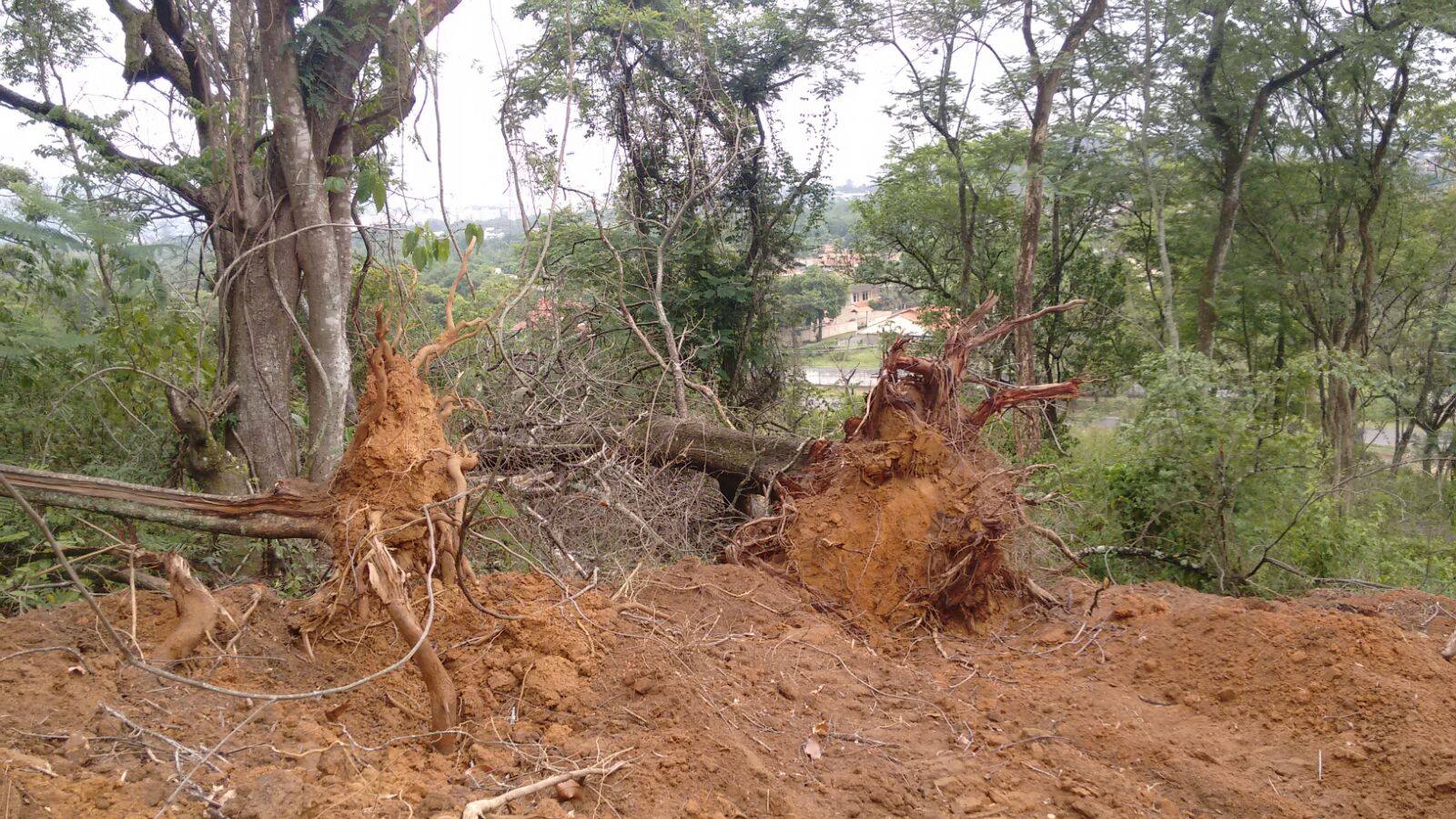 Área desmatada é encontrada com informações do Linha Verde