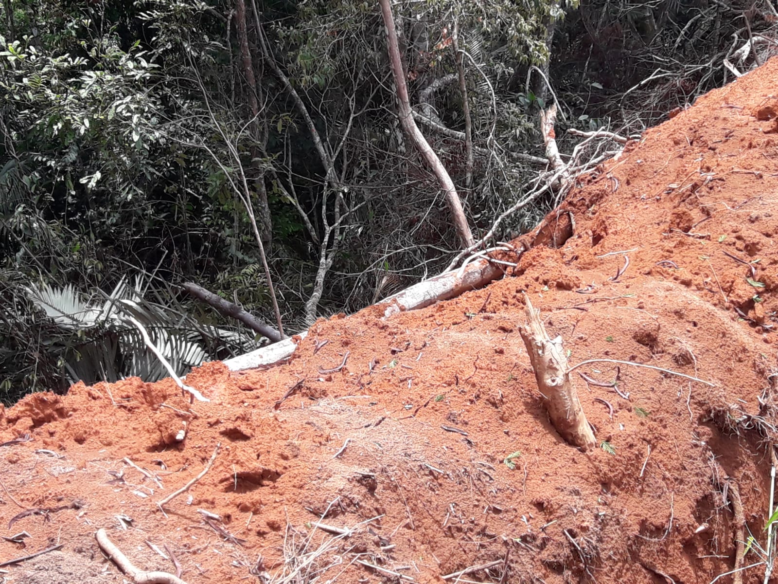 Denúncia leva polícia ambiental à encontrar mais de 20 mil metros quadrados de área desmatada em Varre Sai