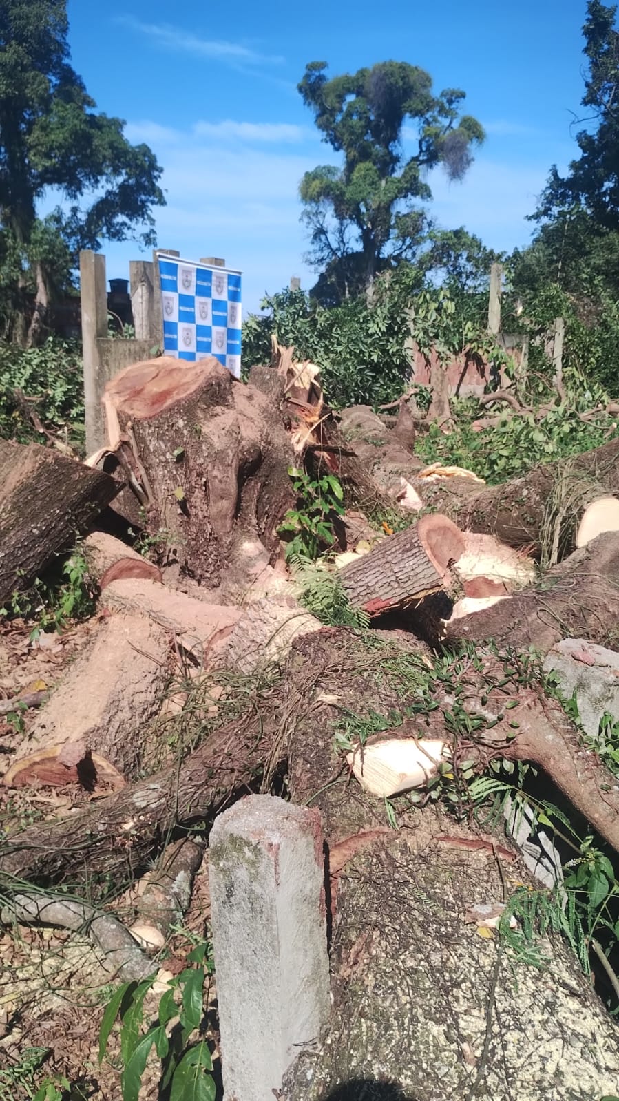 Após denúncia, CPAm identifica árvores cortadas em Santa Cruz 