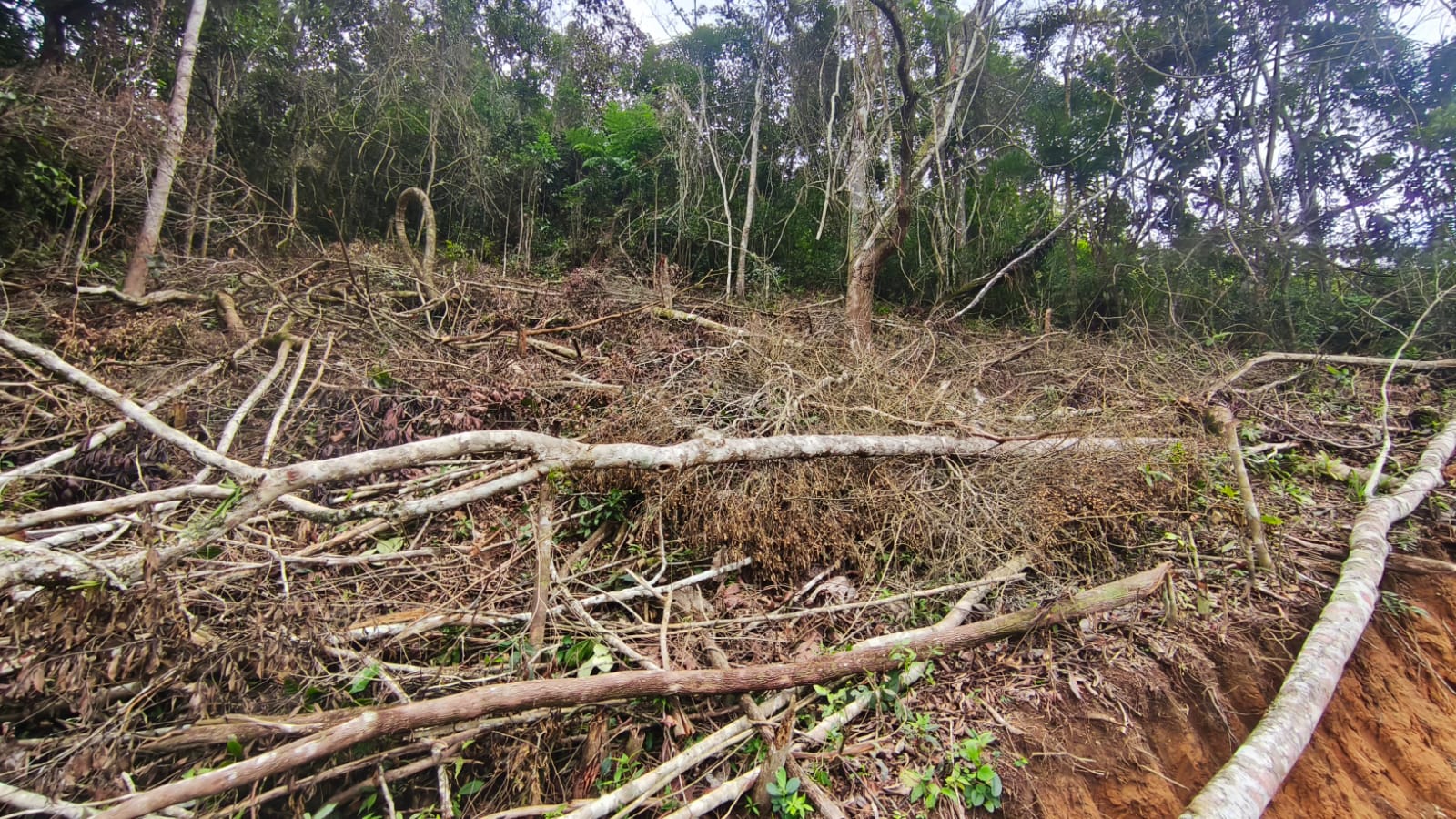 Denúncia ao Linha Verde de crime ambiental em Rio Claro, leva policiais a identificarem desmatamento e corte de talude em Lídice
