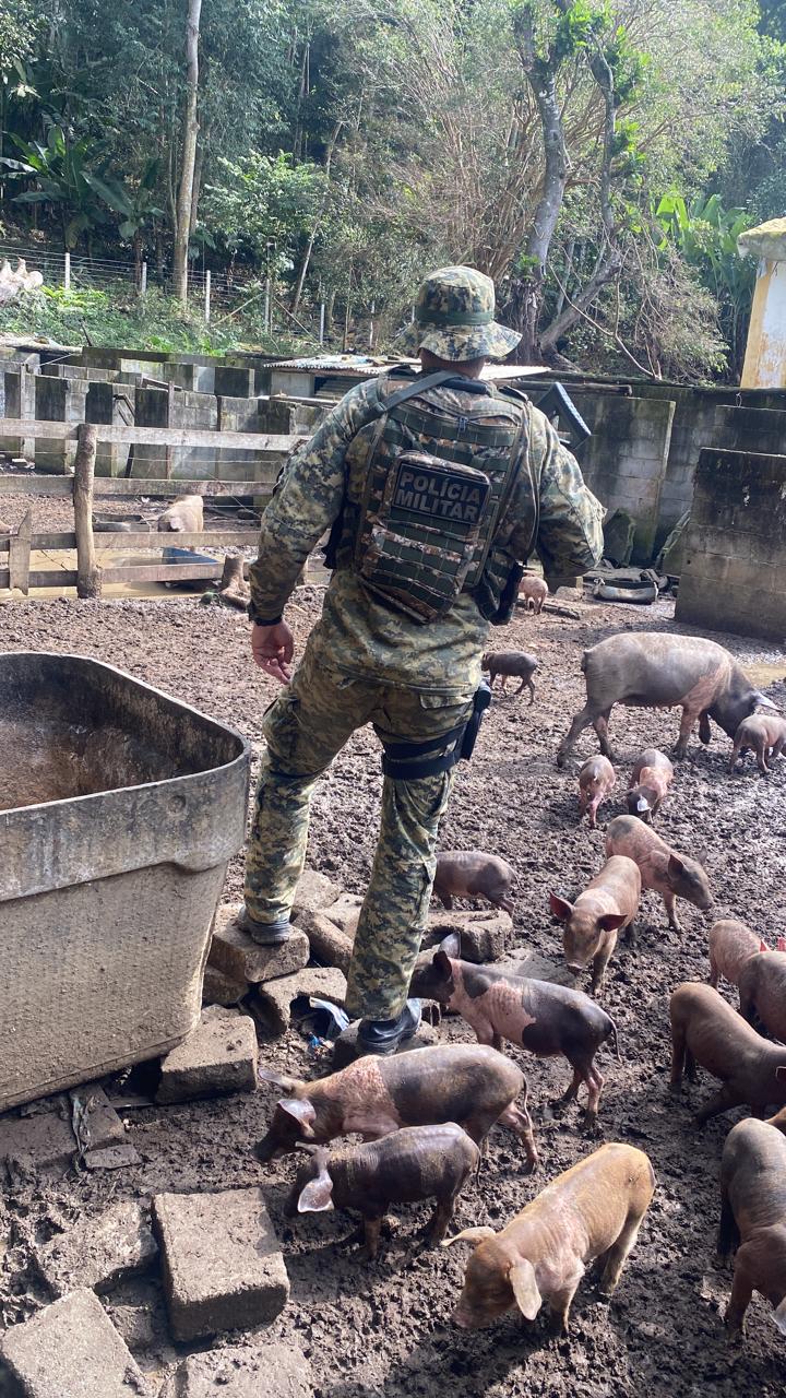 Denúncia sobre abatedouro clandestino leva polícia a prender homem acusado de crime análogo a escravidão em Nova Friburgo