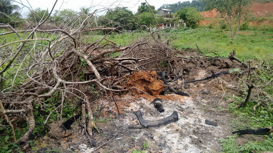 Linha Verde ajuda polícia a combater crimes ambientais