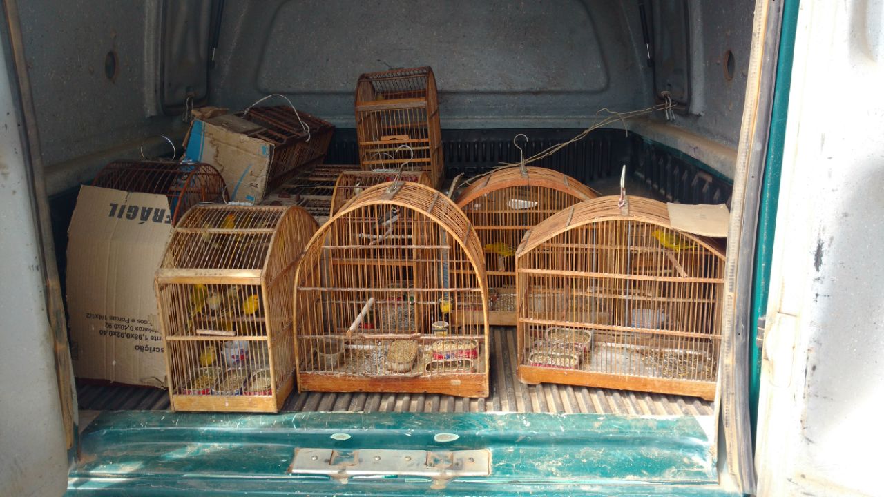 Denúncia leva polícia a resgatar 25 pássaros silvestres de cativeiro em Santo Antônio de Pádua